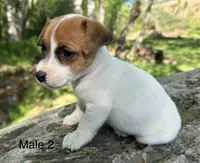 Bo, a male Jack Russell Terrier for sale in Copperhill, TN – Photo 4 of 7