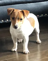 Bo, a male Jack Russell Terrier for sale in Copperhill, TN – Photo 6 of 7