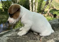 Bo, a male Jack Russell Terrier for sale in Copperhill, TN – Photo 3 of 7