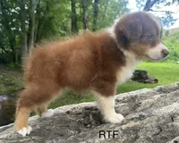 AKC Girl, a female Australian Shepherd for sale in Copperhill, TN – 6 of 8