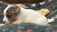 Cutie, a female Jack Russell Terrier for sale in Copperhill, TN – 8 of 10