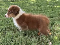 AKC Girl, a male Australian Shepherd for sale in Copperhill, TN – 4 of 8