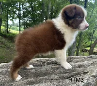 AKC Pretty Boy, a male Australian Shepherd for sale in Copperhill, TN – 3 of 7