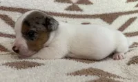 Bluey, a female Jack Russell Terrier for sale in Copperhill, TN – 4 of 8