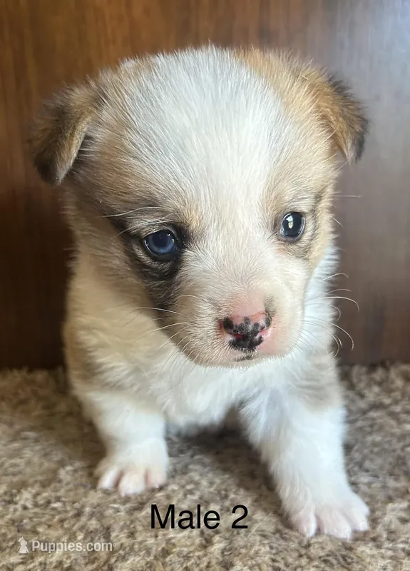 Ace, a male Pembroke Welsh Corgi for sale in Copperhill, TN – Photo 1 of 2