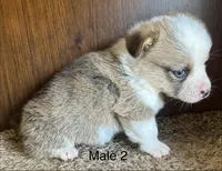 Ace, a male Pembroke Welsh Corgi for sale in Copperhill, TN – Photo 2 of 2