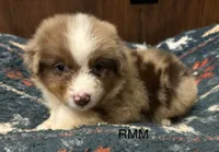 Handsome , a male Australian Shepherd for sale in Copperhill, TN – 6 of 9