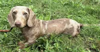 Handsome , a male Miniature Dachshund for sale in Copperhill, TN – Photo 7 of 9