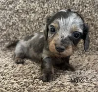 Handsome , a male Miniature Dachshund for sale in Copperhill, TN – Photo 4 of 9