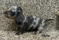 Handsome , a male Miniature Dachshund for sale in Copperhill, TN – Photo 5 of 9