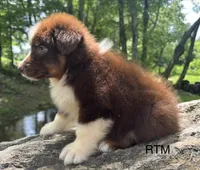 Handsome Boy, a male Australian Shepherd for sale in Copperhill, TN – 4 of 8