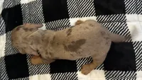 Handsome , a male Miniature Dachshund for sale in Copperhill, TN – 4 of 10