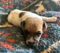 Roscoe, a male Jack Russell Terrier for sale in Copperhill, TN – Photo 1 of 7