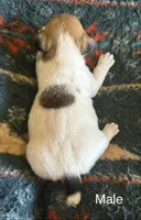 Roscoe, a male Jack Russell Terrier for sale in Copperhill, TN – Photo 5 of 7