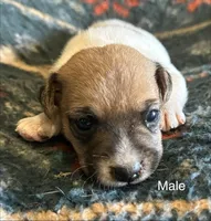 Roscoe, a male Jack Russell Terrier for sale in Copperhill, TN – Photo 2 of 7