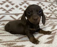 Cutie, a female Miniature Dachshund for sale in Copperhill, TN – 2 of 9