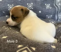 Bo, a male Jack Russell Terrier for sale in Copperhill, TN – Photo 4 of 8