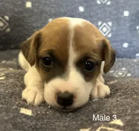 Bo, a male Jack Russell Terrier for sale in Copperhill, TN – Photo 7 of 8