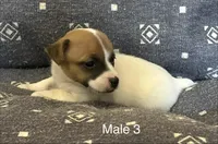 Bo, a male Jack Russell Terrier for sale in Copperhill, TN – Photo 2 of 8