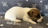 Bo, a male Jack Russell Terrier for sale in Copperhill, TN – Photo 6 of 8