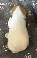 Bo, a male Jack Russell Terrier for sale in Copperhill, TN – Photo 3 of 8