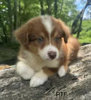 AKC Girl, a female Australian Shepherd for sale in Copperhill, TN – 3 of 8