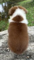 AKC Pretty Boy, a male Australian Shepherd for sale in Copperhill, TN – 4 of 7
