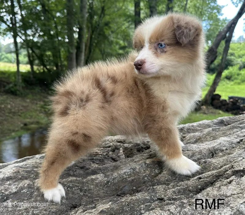 Beauty – Australian Shepherd puppy for sale in Copperhill, TN
