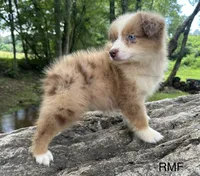 Beauty, a male Australian Shepherd for sale in Copperhill, TN – 1 of 9