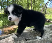 Sweetie, a female Australian Shepherd for sale in Copperhill, TN – 4 of 8