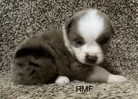 Beauty , a female Australian Shepherd for sale in Copperhill, TN – 3 of 9