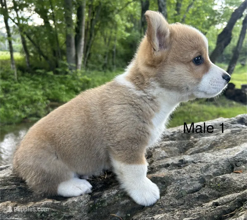 Max – Pembroke Welsh Corgi puppy for sale in Copperhill, TN