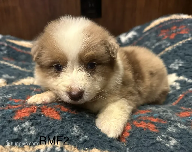 Beauty  – Australian Shepherd puppy for sale in Copperhill, TN