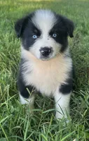 Blue eyes, a male Australian Shepherd for sale in Copperhill, TN – 2 of 9