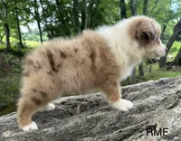 Beauty, a male Australian Shepherd for sale in Copperhill, TN – 5 of 9
