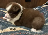 AKC Pretty Boy, a male Australian Shepherd for sale in Copperhill, TN – 2 of 7