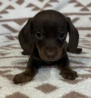 Cutie, a female Miniature Dachshund for sale in Copperhill, TN – 3 of 9