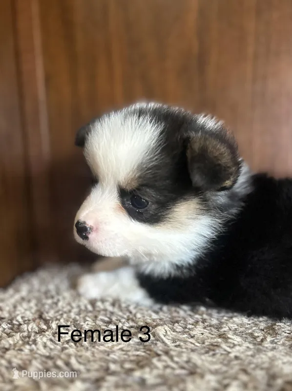 Luna – Pembroke Welsh Corgi puppy for sale in Copperhill, TN