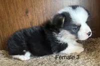 Luna, a female Pembroke Welsh Corgi for sale in Copperhill, TN – Photo 2 of 2