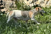Bluey, a female Jack Russell Terrier for sale in Copperhill, TN – 7 of 8