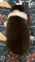 AKC Girlie, a female Australian Shepherd for sale in Copperhill, TN – 4 of 7