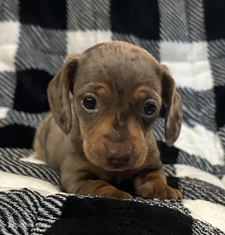 Handsome  – Miniature Dachshund puppy for sale in Copperhill, TN