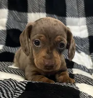 Handsome , a male Miniature Dachshund for sale in Copperhill, TN – 1 of 10