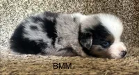 Handsome , a male Australian Shepherd for sale in Copperhill, TN – 5 of 9