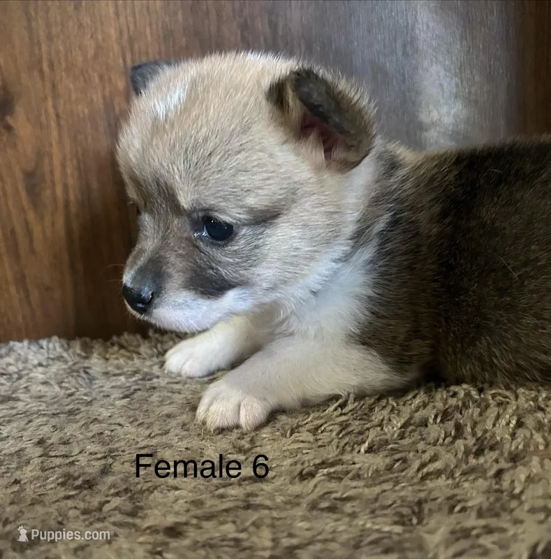 Chloe – Pembroke Welsh Corgi puppy for sale in Copperhill, TN