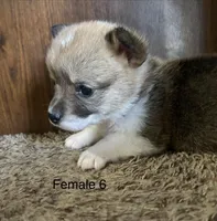 Chloe, a female Pembroke Welsh Corgi for sale in Copperhill, TN – Photo 1 of 2