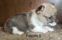 Chloe, a female Pembroke Welsh Corgi for sale in Copperhill, TN – Photo 2 of 2