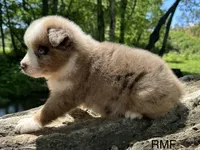 Beauty , a female Australian Shepherd for sale in Copperhill, TN – 6 of 9