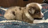 Handsome , a male Australian Shepherd for sale in Copperhill, TN – 5 of 9