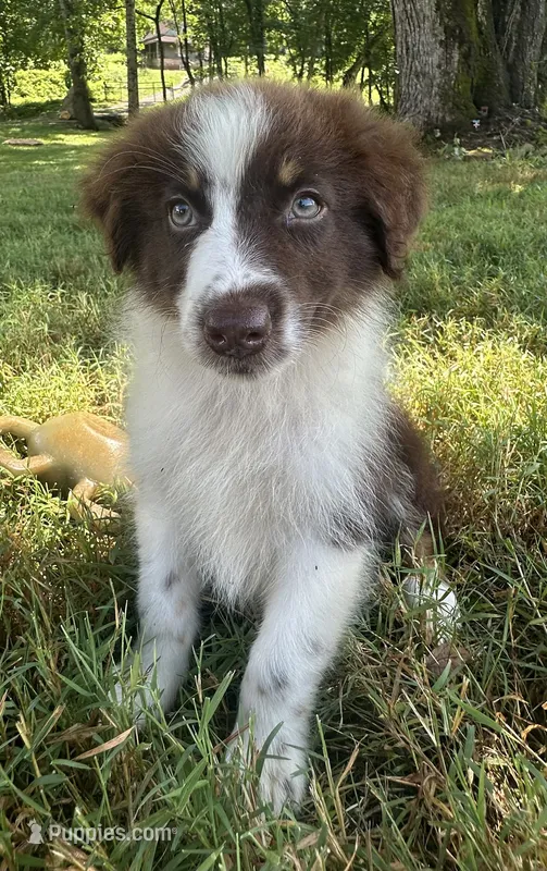 AKC Girlie – Australian Shepherd puppy for sale in Copperhill, TN